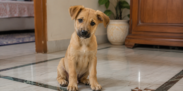 The First 30 Days With Your Puppy: Everything You Need to Know