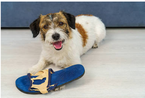 Why Does My Puppy Bite Everything? A Complete Guide to Teething, Training & Safe Chewing