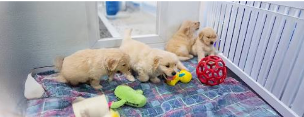 The First 30 Days With Your Puppy: Everything You Need to Know