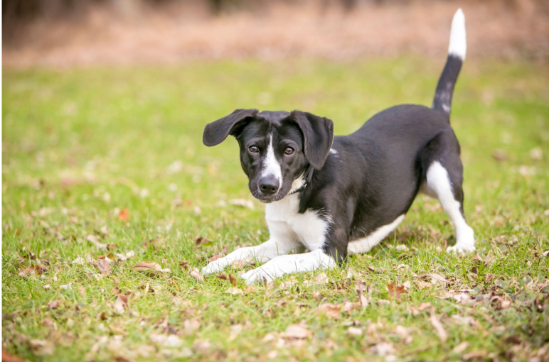 40 Secret Signals Your Dog Uses to Talk to You (And What They Mean)