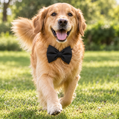 The Pawfect Black Bowtie