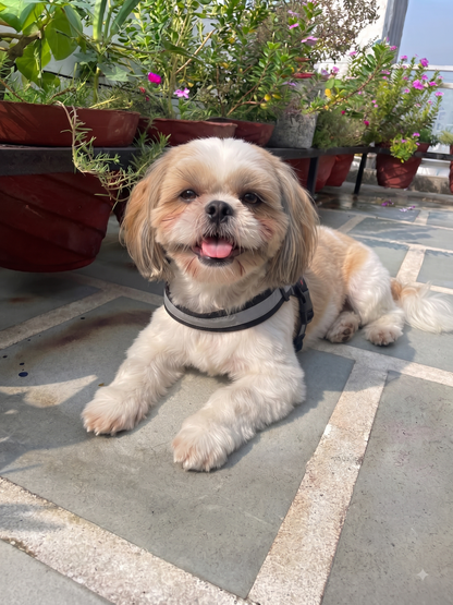 Reflective Dog Vest Harness
