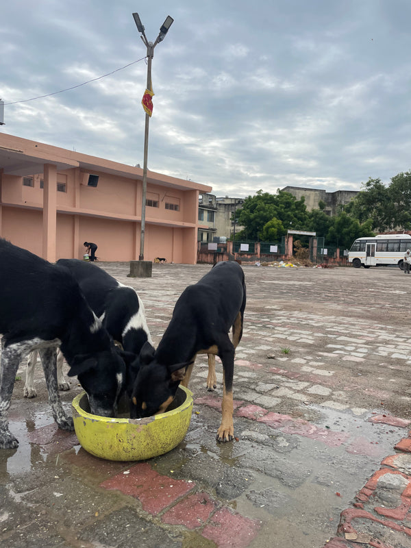 Daily Feeding