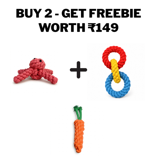 Buddy Adventure Duo + Free Carrot Rope Toy