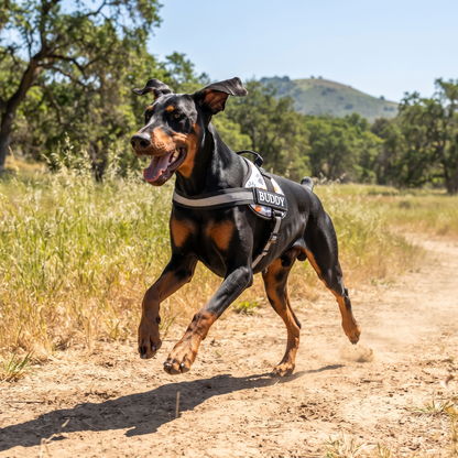 Reflective Dog Vest Harness